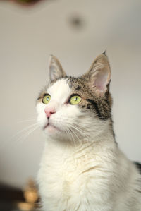 Close-up portrait of a cat