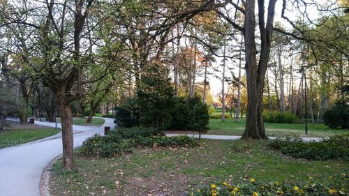 Trees in park against sky