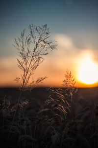 Scenic view of landscape at sunset