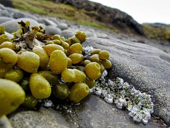 Close-up of yellow flowering plant on rock algae at the beach