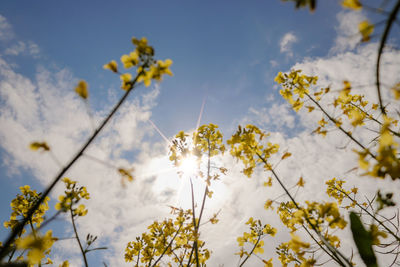 Low angle view of cherry blossoms against sky