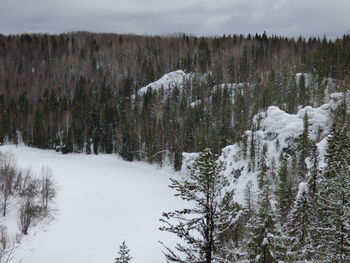 Snow covered pine trees in forest against sky