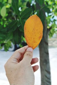 Close-up of hand holding autumn leaves