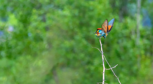 Close-up of insect on plant