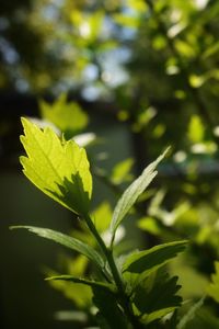 Close-up of plant leaves