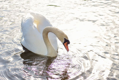 Swan floating on lake