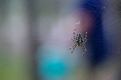 Close-up of spider on web