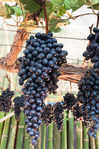 Close-up of fruits hanging on tree