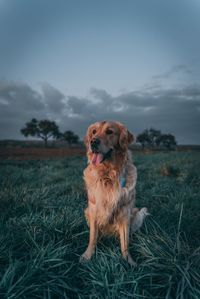 Dog looking away on field