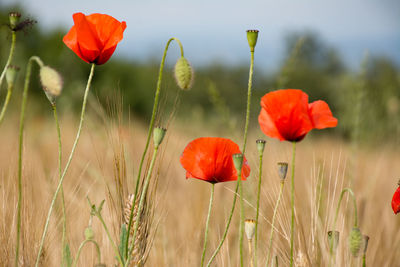 Poppies growing on field