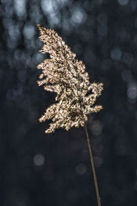 Close-up of wilted flower plant