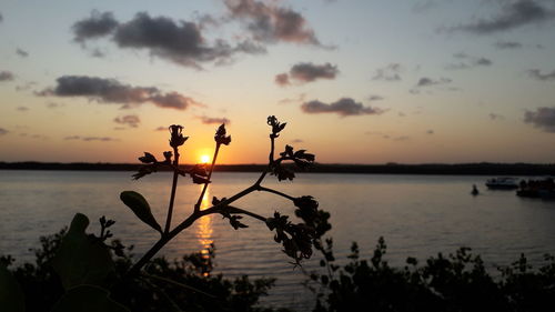 Silhouette plants by lake against sky during sunset