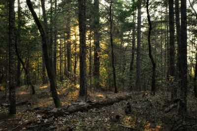 Trees in forest