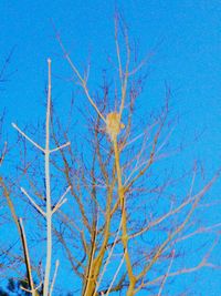 Close-up of tree against blue sky