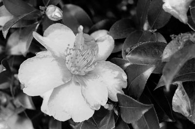 Close-up of flowers blooming outdoors