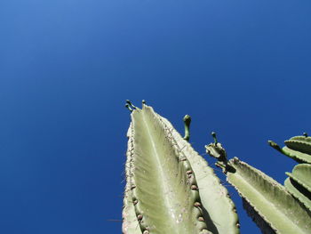 Low angle view of birds perching on blue sky