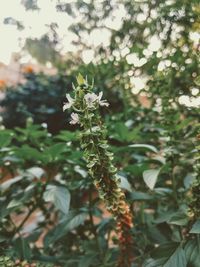 Close-up of plant