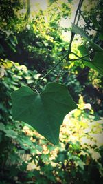 Close-up of leaves on tree