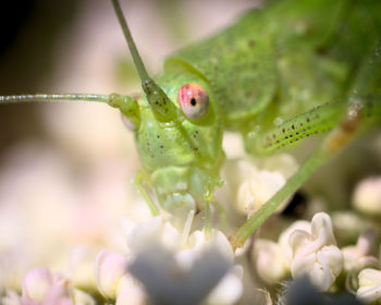 Close-up of insect on flower