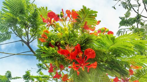 Low angle view of flowers growing on tree