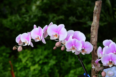 Close-up of pink flowers blooming outdoors