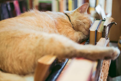 Close-up of a sleeping cat