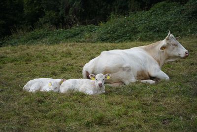 Sheep on grassy field