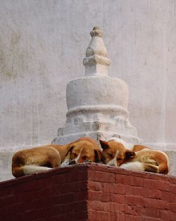 View of dog on stack