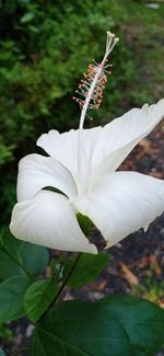 Close-up of white flowering plant