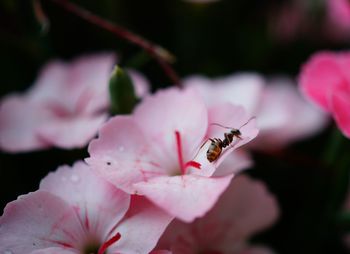 Close-up of insect on pink flower