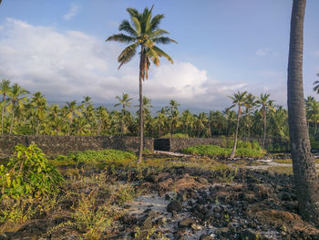 Palm trees against cloudy sky