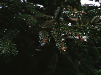 Low angle view of christmas tree at night