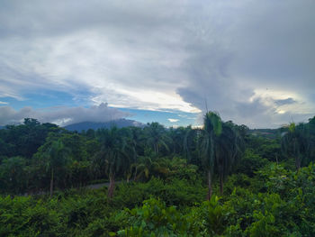 Scenic view of forest against sky