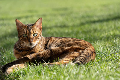 On a grassy green lawn lies a domestic black and brown bengal cat with green eyes.