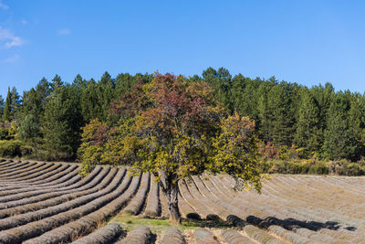 Trees growing on field against clear sky