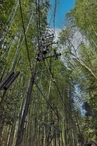 Low angle view of trees in forest