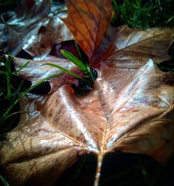 Close-up of dry maple leaves on plant