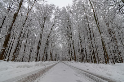 Forest trees woods in the snow with a snowy road. 