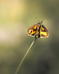 Close-up of butterfly pollinating flower