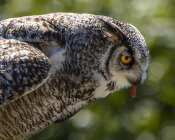 Close-up of a bird