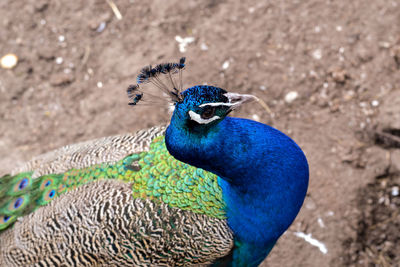 Close-up of peacock