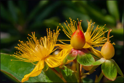 Close-up of yellow flowering plant