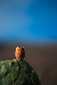 Close-up of plant against white background