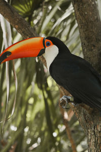 Close-up of bird perching on branch
