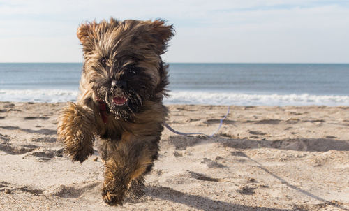 Dog on beach against sky