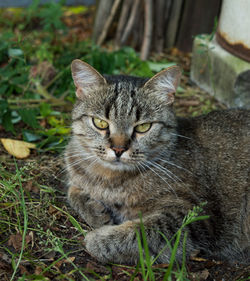 Portrait of tabby cat on field