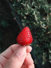 Close-up of hand holding strawberry