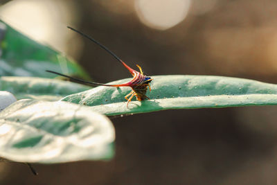 Close-up of insect