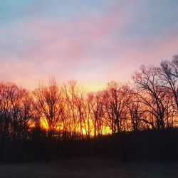 Silhouette trees against sky during sunset