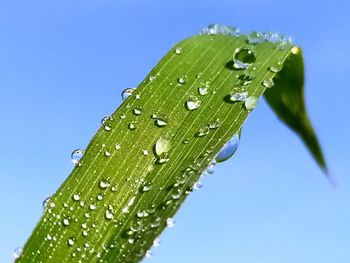 Close-up of wet plant against clear blue sky